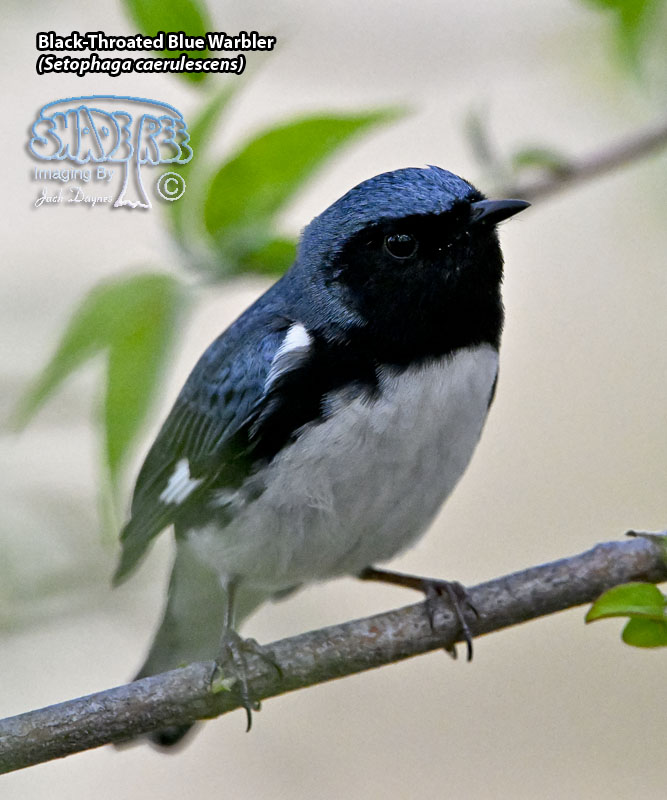 Black-Throated Blue Warbler - Setophaga caerulescens