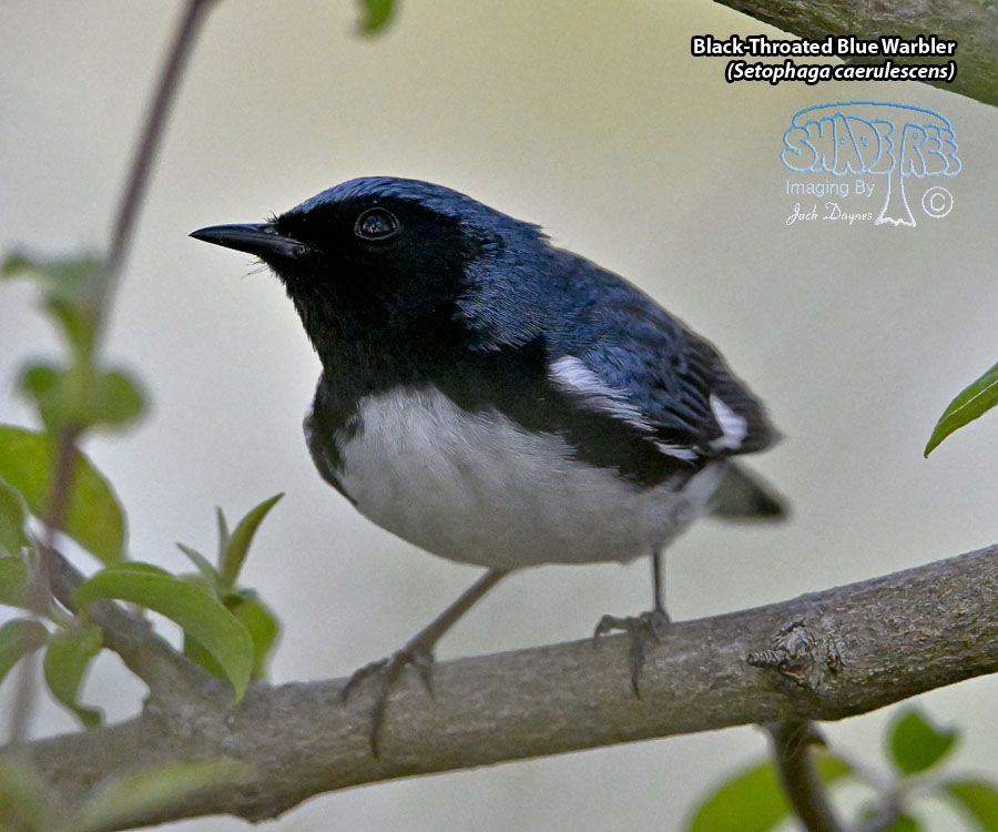 Black-Throated Blue Warbler - Setophaga caerulescens