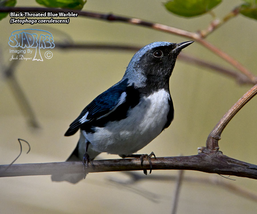 Black-Throated Blue Warbler - Setophaga caerulescens