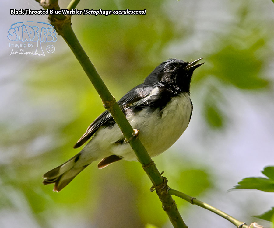Black-Throated Blue Warbler - Setophaga caerulescens