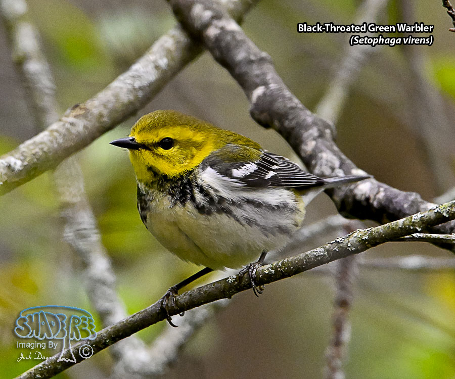 Black-Throated Green Warbler - Setophaga virens