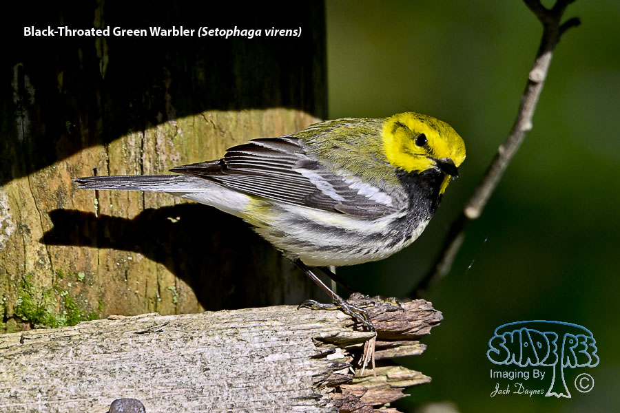 Black-Throated Green Warbler - Setophaga virens