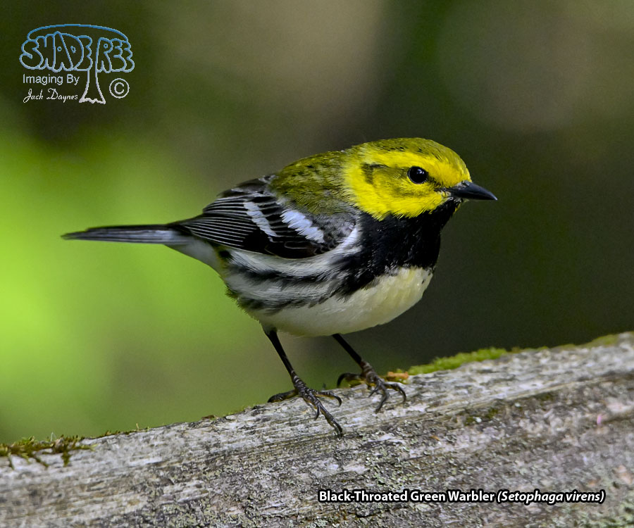 Black-Throated Green Warbler - Setophaga virens