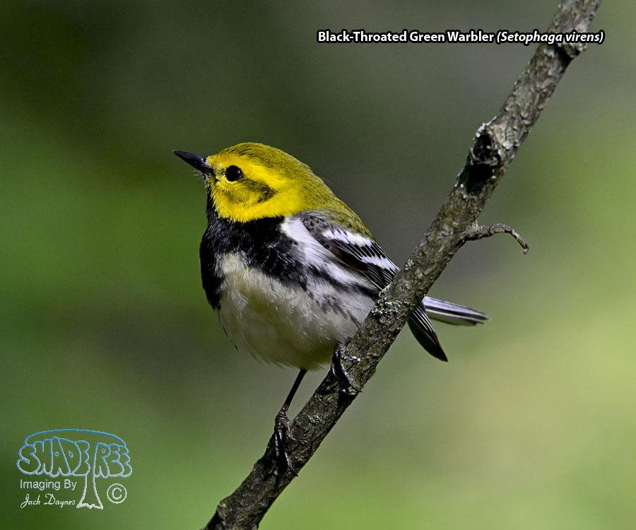 Black-Throated Green Warbler - Setophaga virens
