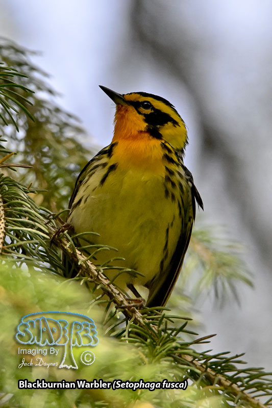 Blackburnian Warbler - Setophaga fusca