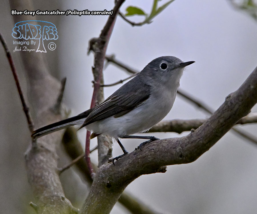 Blue-Gray Gnatcatcher - Polioptila caerulea