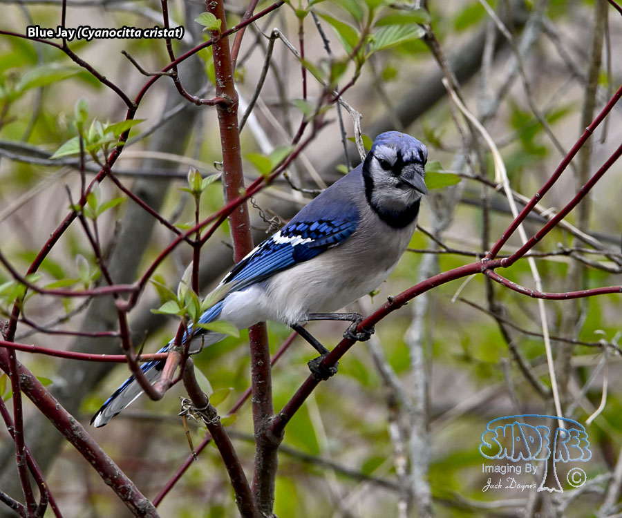Blue Jay - Cyanocitta cristata