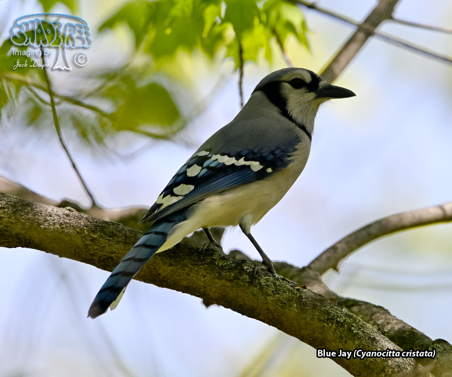 Blue Jay - Cyanocitta cristata