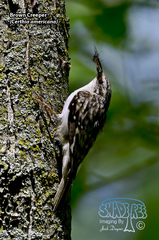 Brown Creeper - Certhia americana