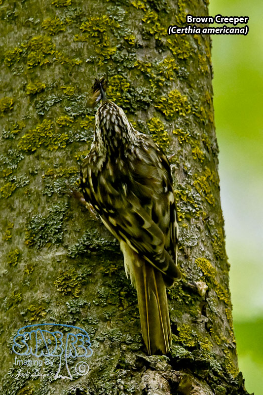 Brown Creeper - Certhia americana