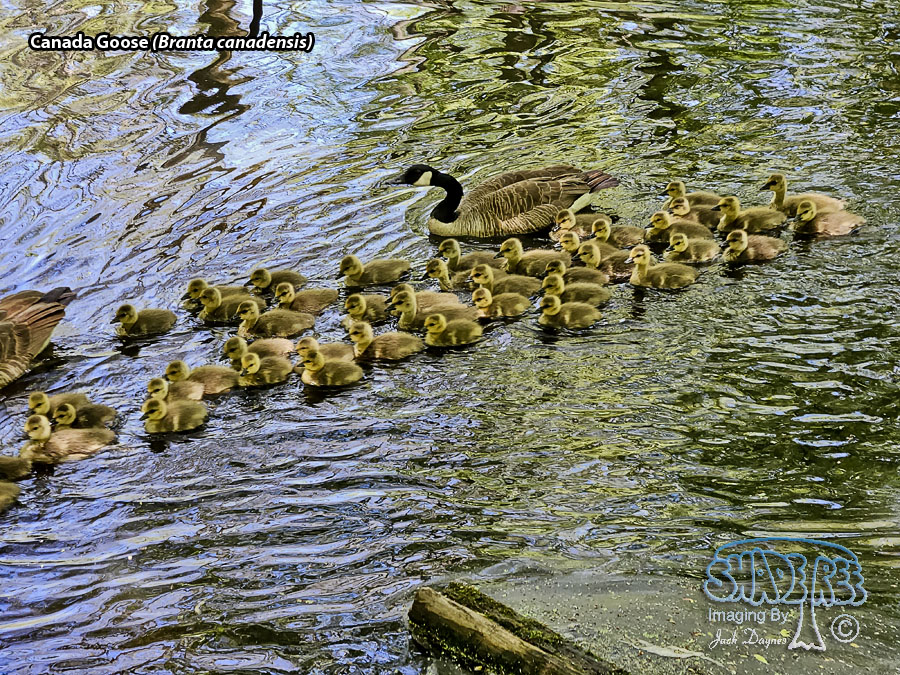 Canada Goose - Branta canadensis