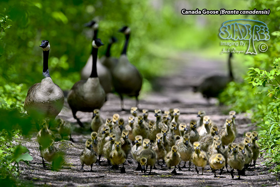 Canada Goose - Branta canadensis