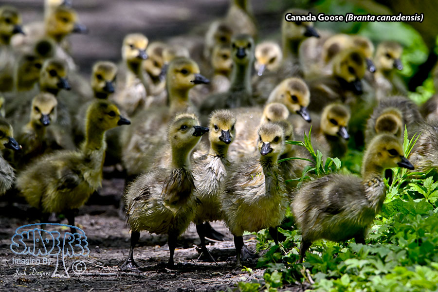 Canada Goose - Branta canadensis