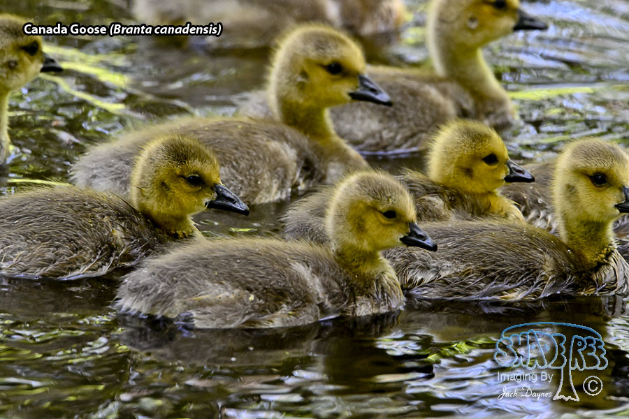 Canada Goose - Branta canadensis