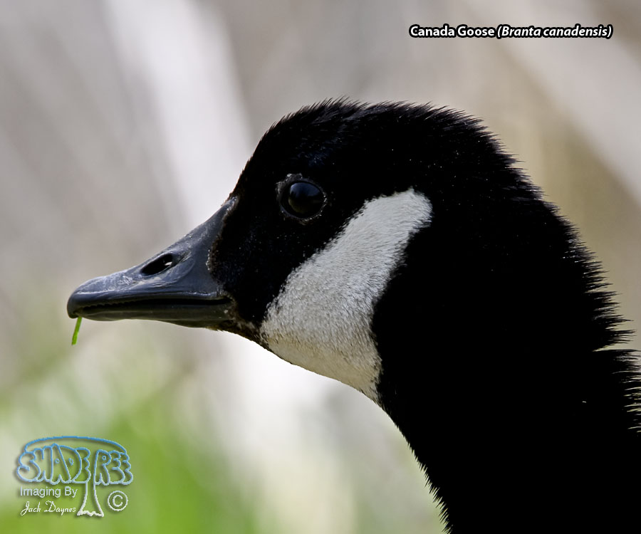 Canada Goose - Branta canadensis