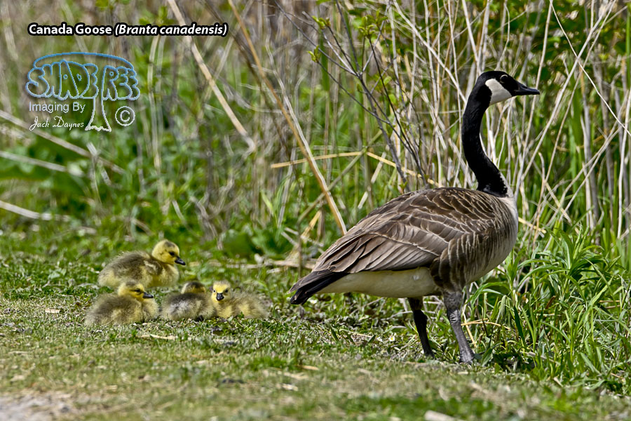 Canada Goose - Branta canadensis