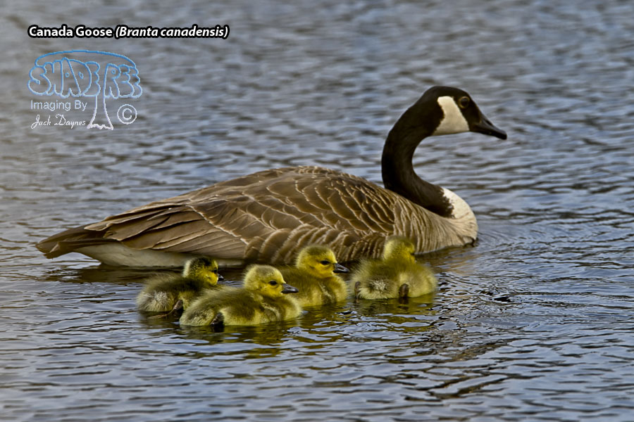 Canada Goose - Branta canadensis