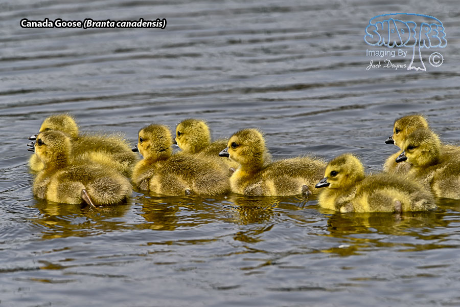 Canada Goose - Branta canadensis