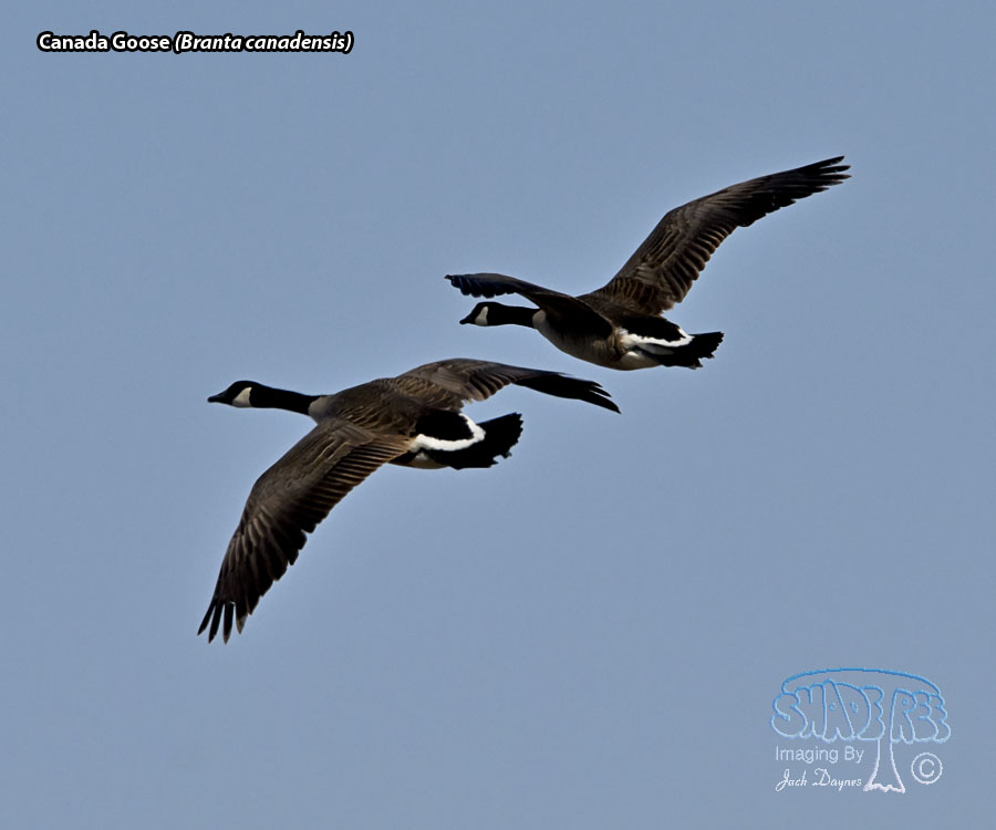 Canada Goose - Branta canadensis