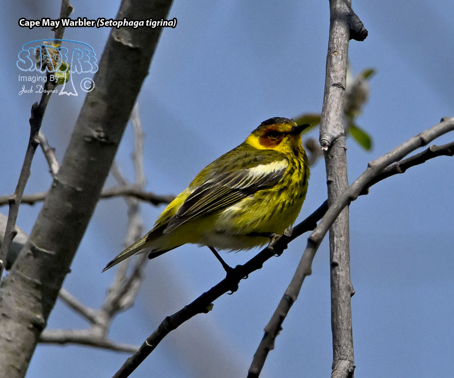 Cape May Warbler - Setophaga tigrina
