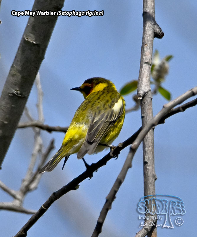 Cape May Warbler - Setophaga tigrina