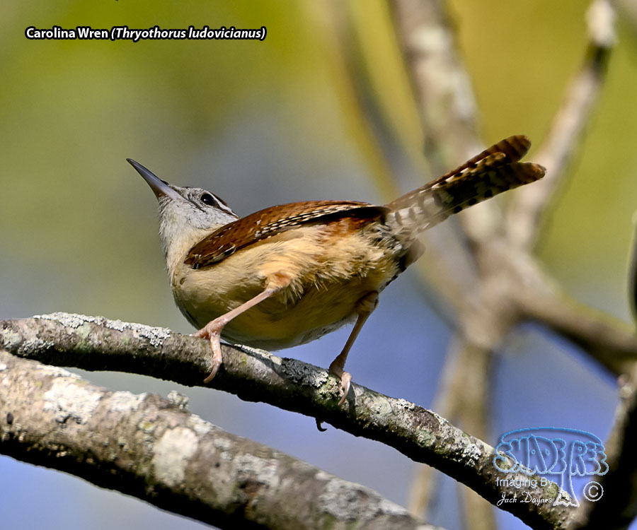 Carolina Wren - Thryothorus ludovicianus