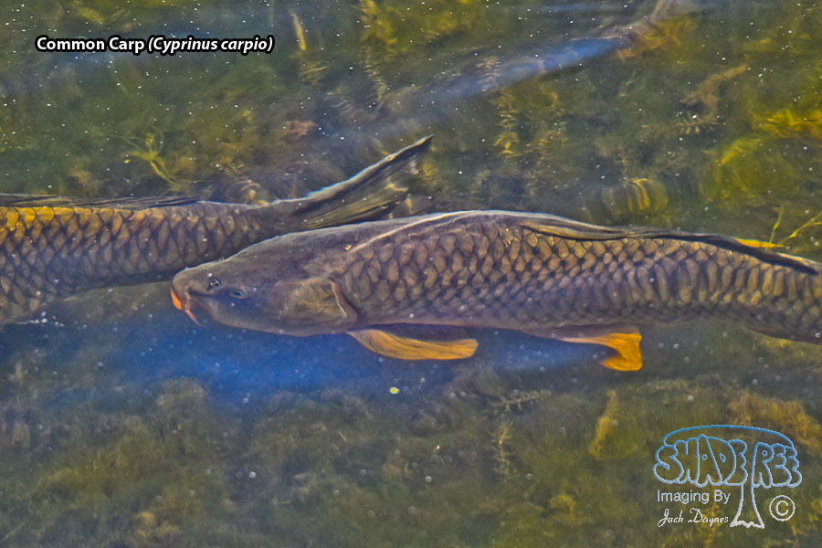 Common Carp - Cyprinus carpio