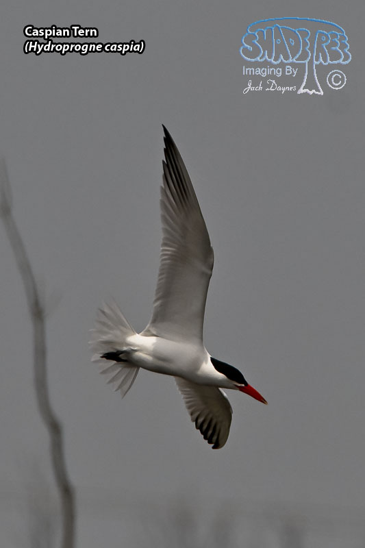 Caspian Tern - Hydroprogne caspia