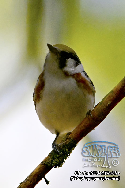 Chestnut-Sided Warbler - Setophaga pensylvanica