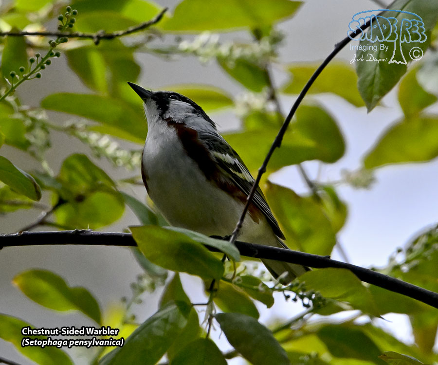 Chestnut-Sided Warbler - Setophaga pensylvanica