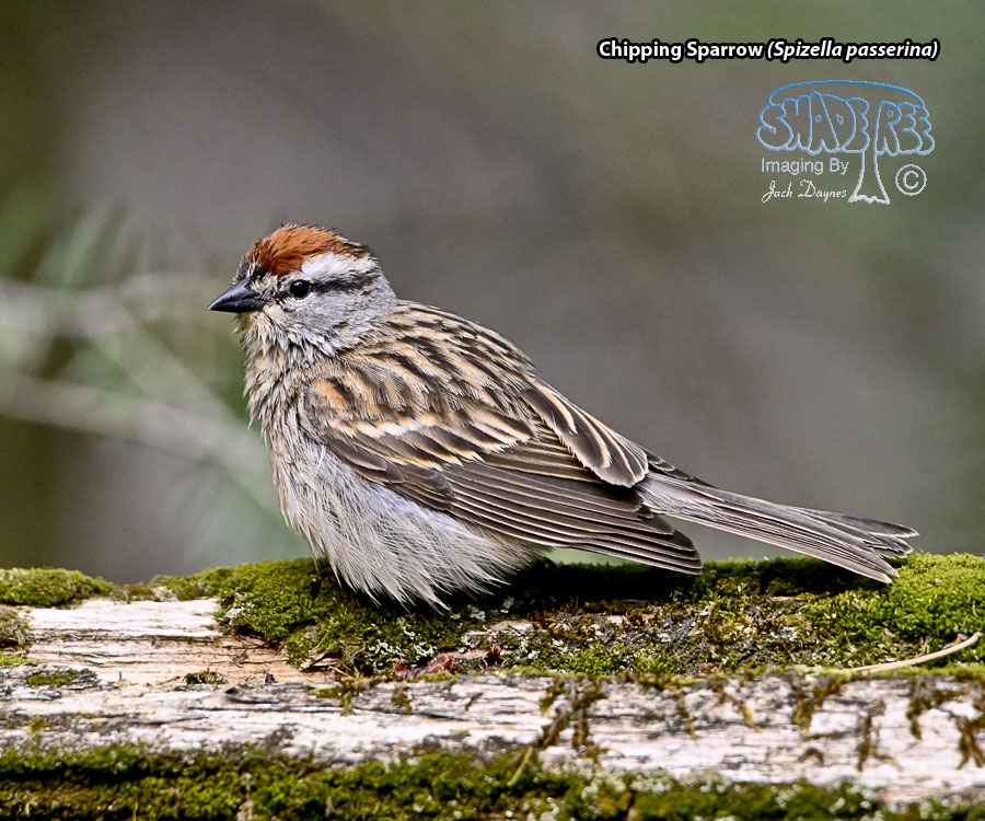 Chipping Sparrow - Spizella passerina