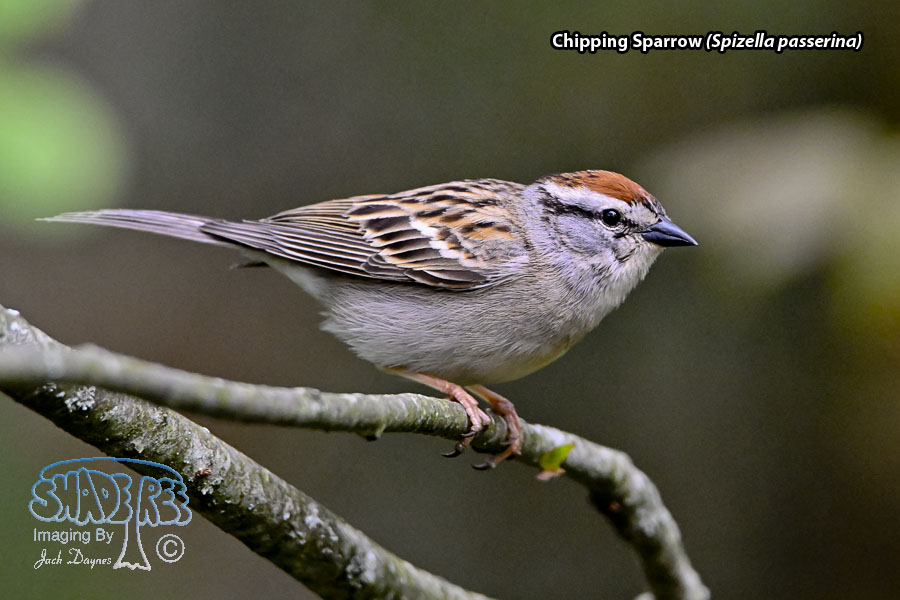 Chipping Sparrow - Spizella passerina