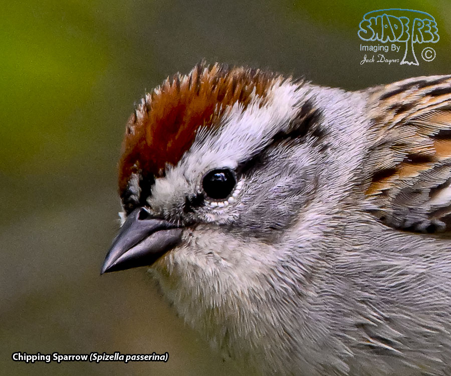Chipping Sparrow - Spizella passerina