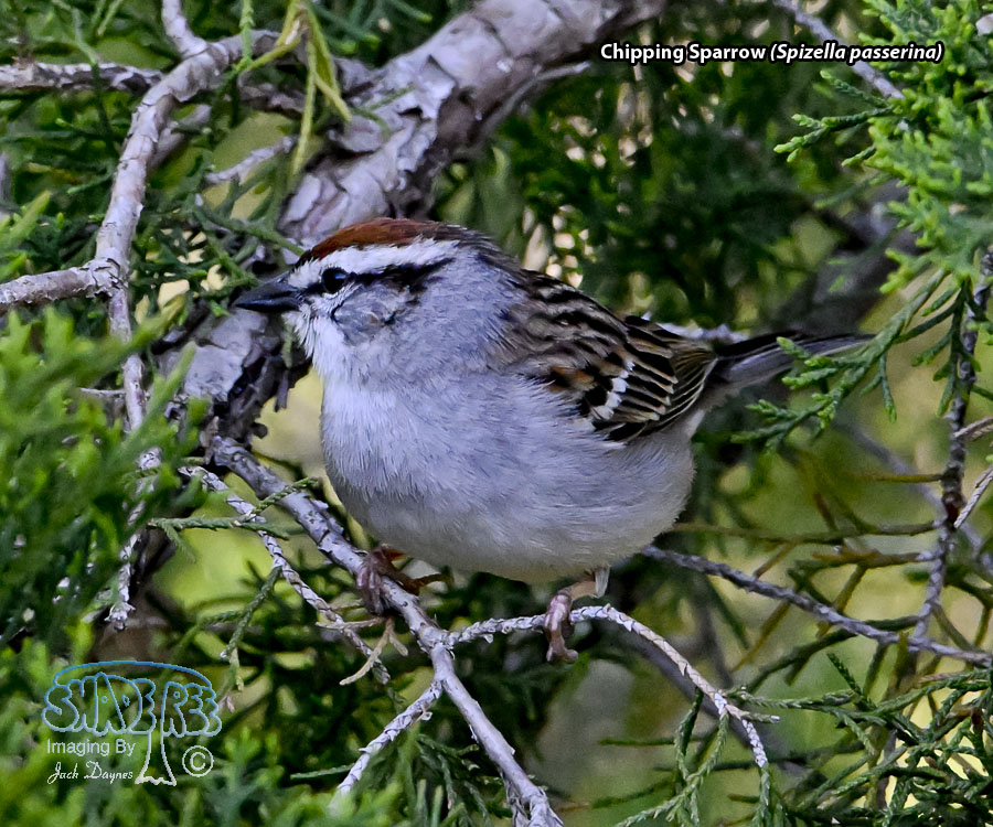 Chipping Sparrow - Spizella passerina