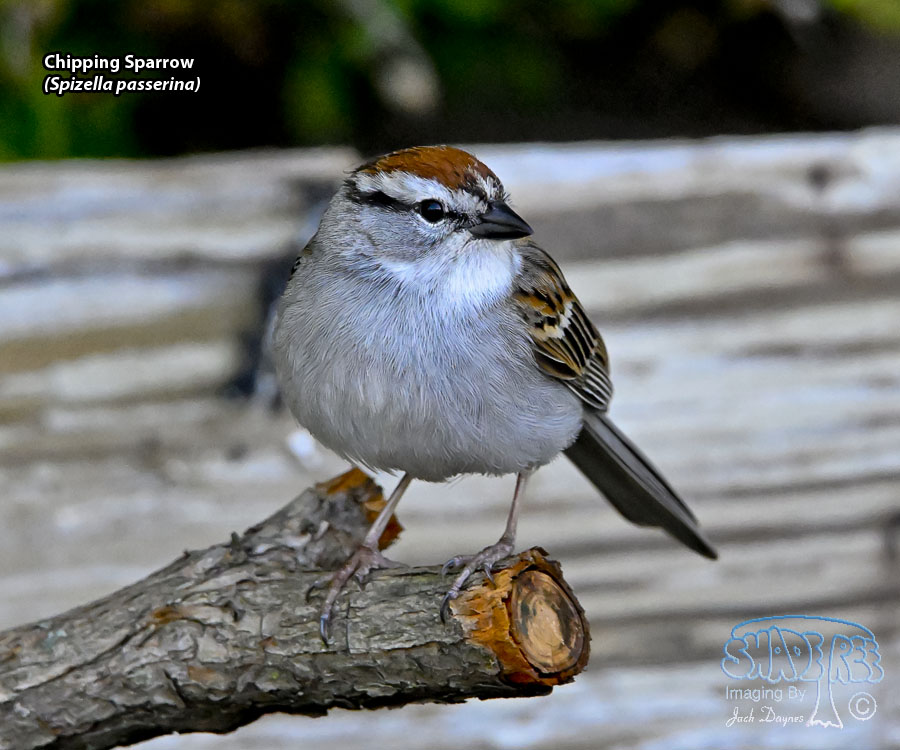 Chipping Sparrow - Spizella passerina