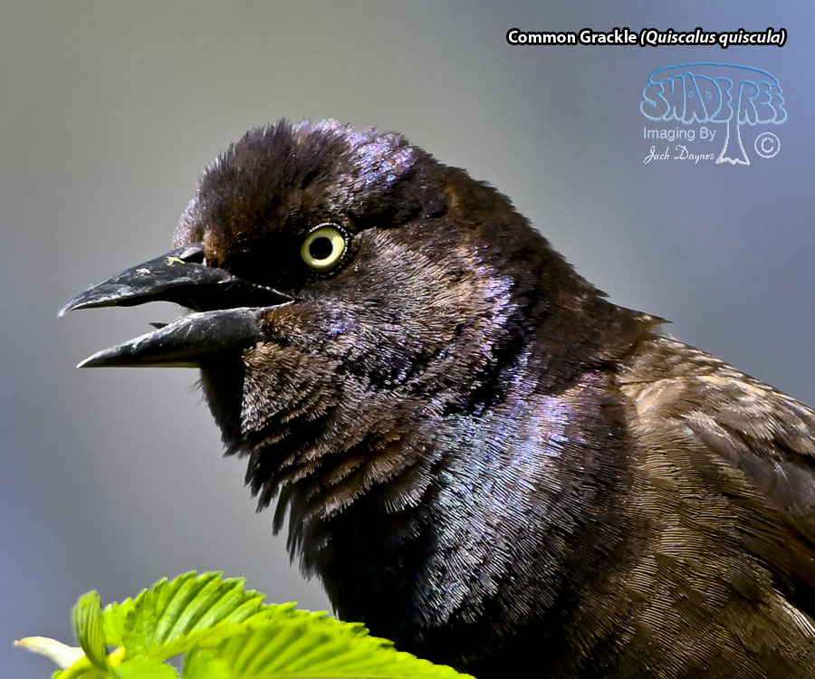 Common Grackle - Quiscalus quiscula