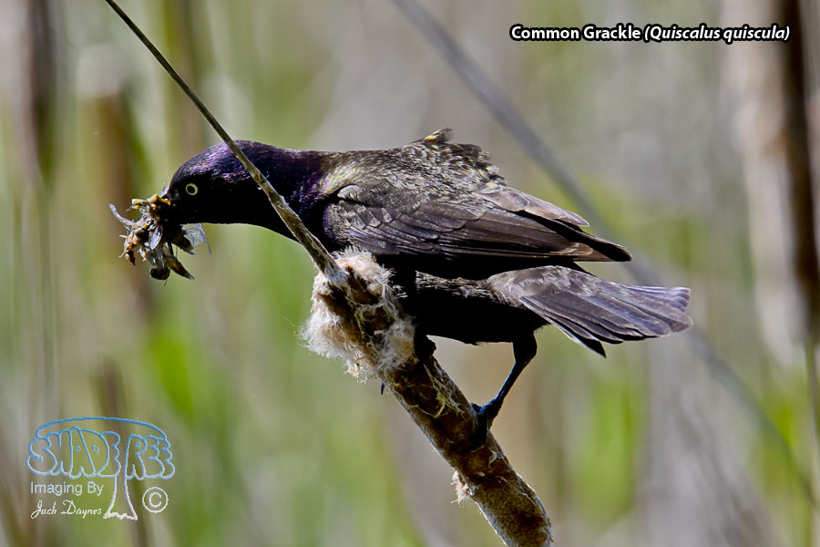 Common Grackle - Quiscalus quiscula