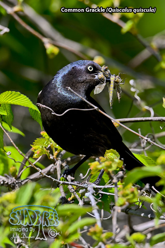 Common Grackle - Quiscalus quiscula