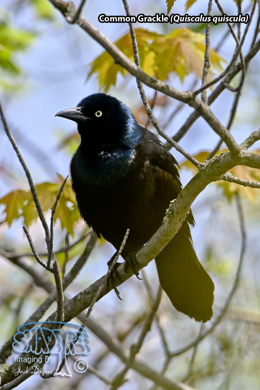 Common Grackle - Quiscalus quiscula