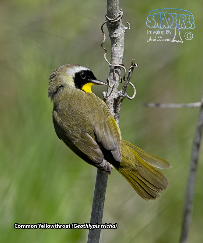 Common Yellowthroat - Geothlypis tricha