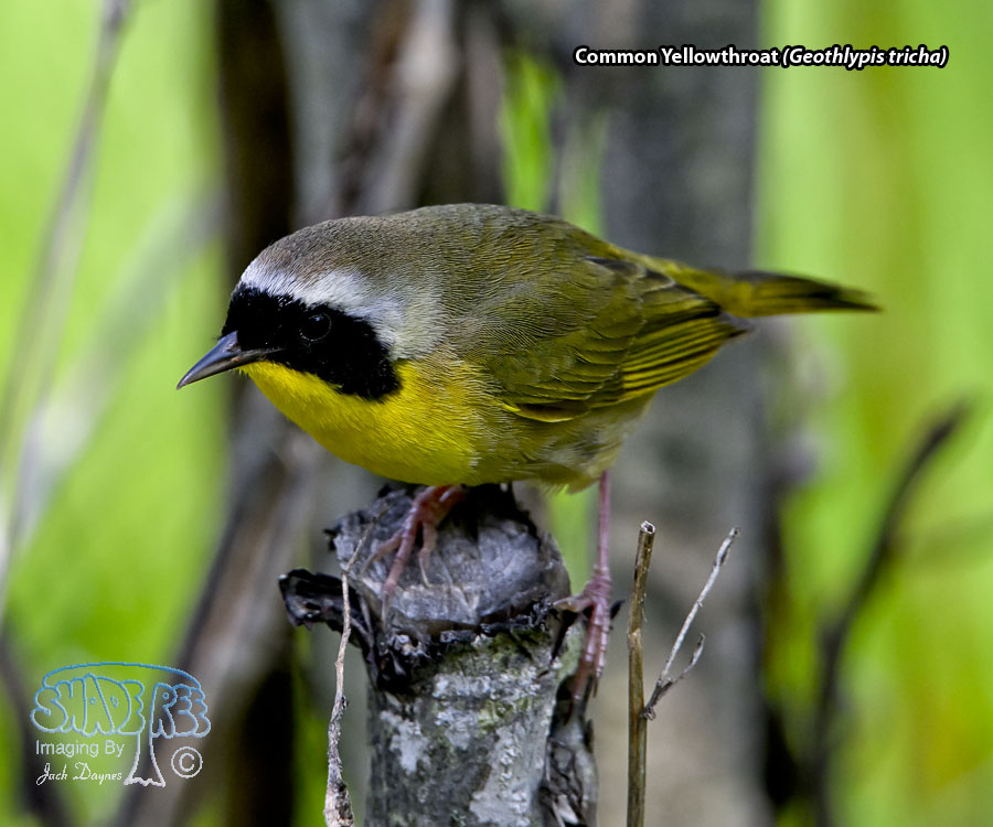 Common Yellowthroat - Geothlypis tricha