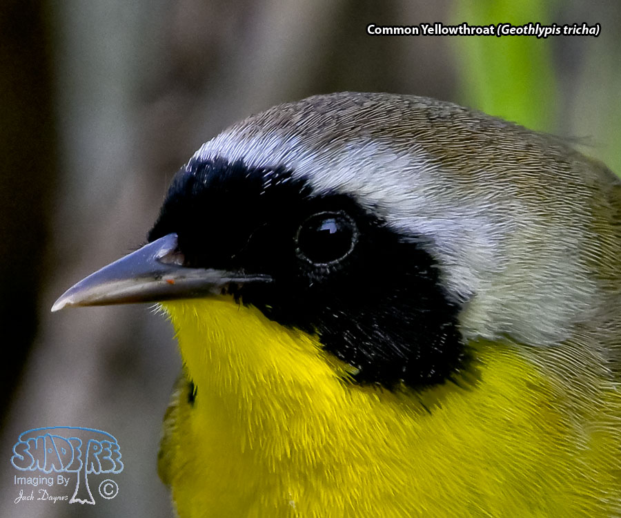 Common Yellowthroat - Geothlypis tricha