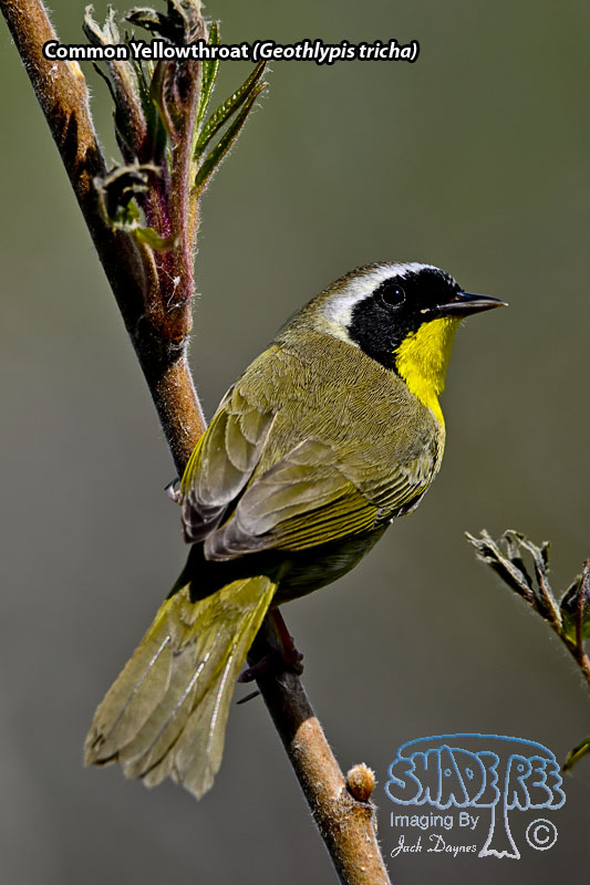 Common Yellowthroat - Geothlypis tricha