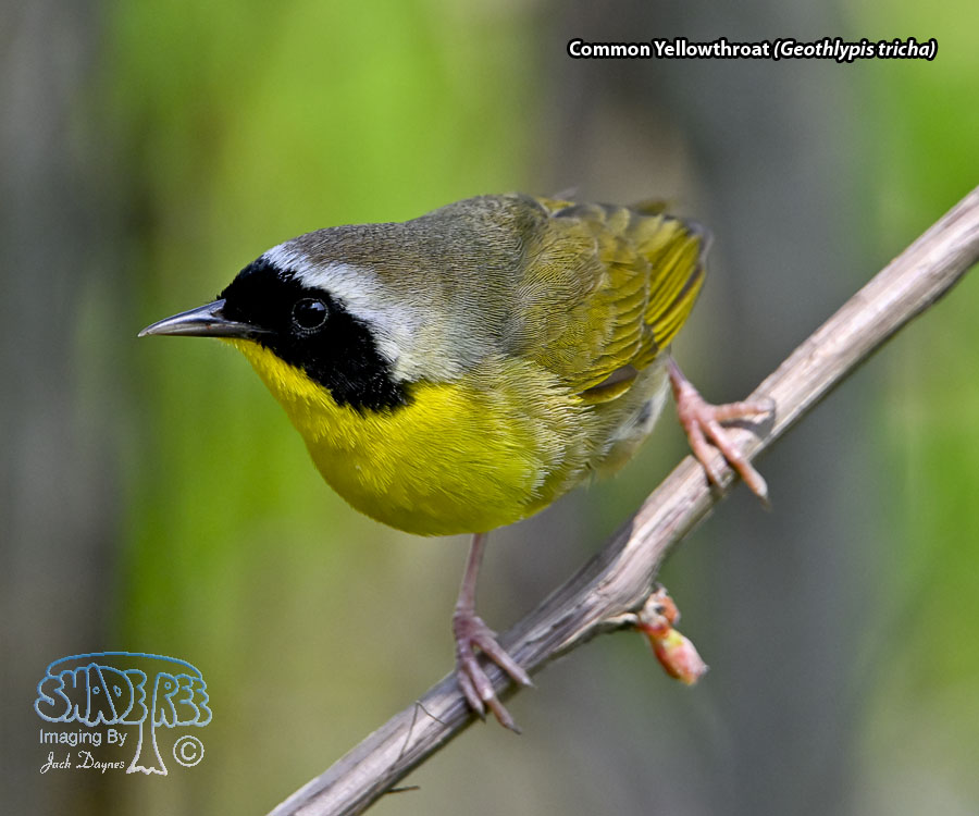 Common Yellowthroat - Geothlypis tricha