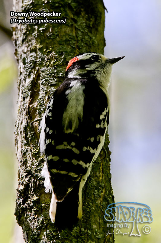 Downy Woodpecker - Dryobates pubescens