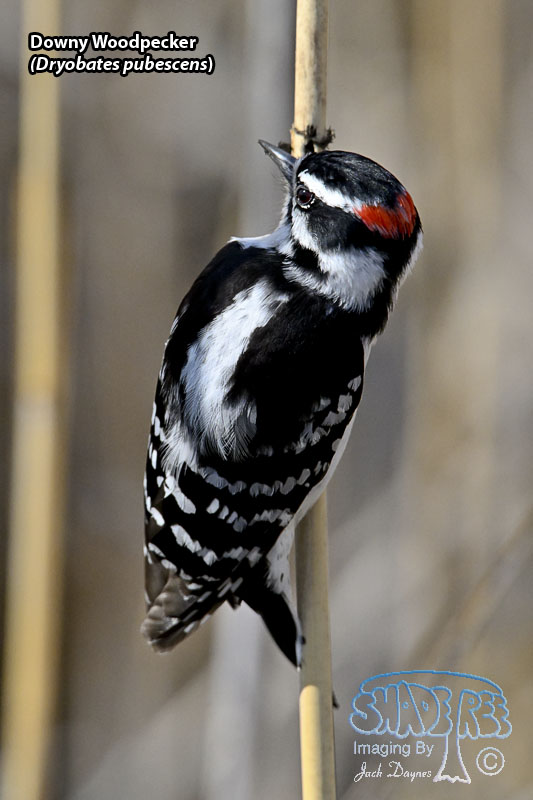 Downy Woodpecker - Dryobates pubescens