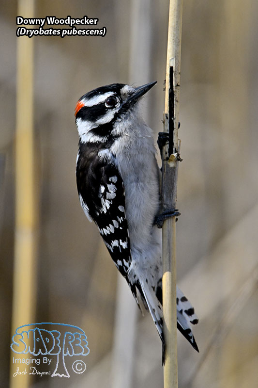 Downy Woodpecker - Dryobates pubescens