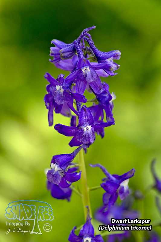 Dwarf Larkspur - Delphinium tricorne