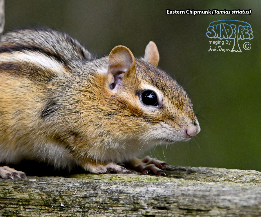 Eastern Chipmunk - Tamias striatus