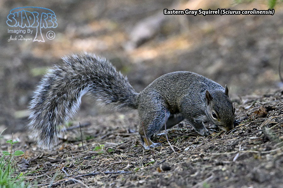 Eastern Gray Squirrel - Sciurus carolinensis